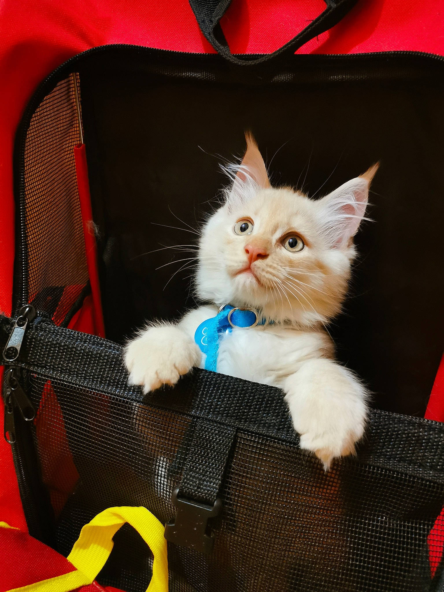 Thor Des ô De Mortain a rejoint le concours — aidez-le/la à gagner de superbes lots ! bag, box, carnivore, cat, chair, claw, comfort, domestic_short_haired_cat, electric_blue, fashion_accessory, fawn, felidae, fur, lap, luggage_and_bags, paw, sitting, small_to_medium_sized_cats, tail, whiskers