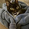 Ronron a rejoint le concours — aidez-le/la à gagner de superbes lots ! animal, black_and_white, blanket, cat, comfort, cozy, cute, domestic_cat, ears, eyes, feline, fur, indoor, pet, portrait, relaxed, resting, snuggled, soft, whiskers