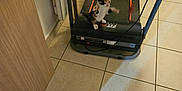 Alba participe au concours pour gagner de l'argent avec cette photo : animal, cable, cat, corner, cute, domestic, exercise_equipment, floor, furniture, home, indoor, kitten, motion_blur, pet, playful, small, tile_floor, treadmill, wooden_furniture, young