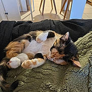 Alba participe au concours pour gagner de l'argent avec cette photo : animal, blanket, calico, cat, chair, comfort, cozy, cute, domestic_animal, floor, fur, furniture, home, indoor, kitten, pet, relaxation, resting, sleeping, soft