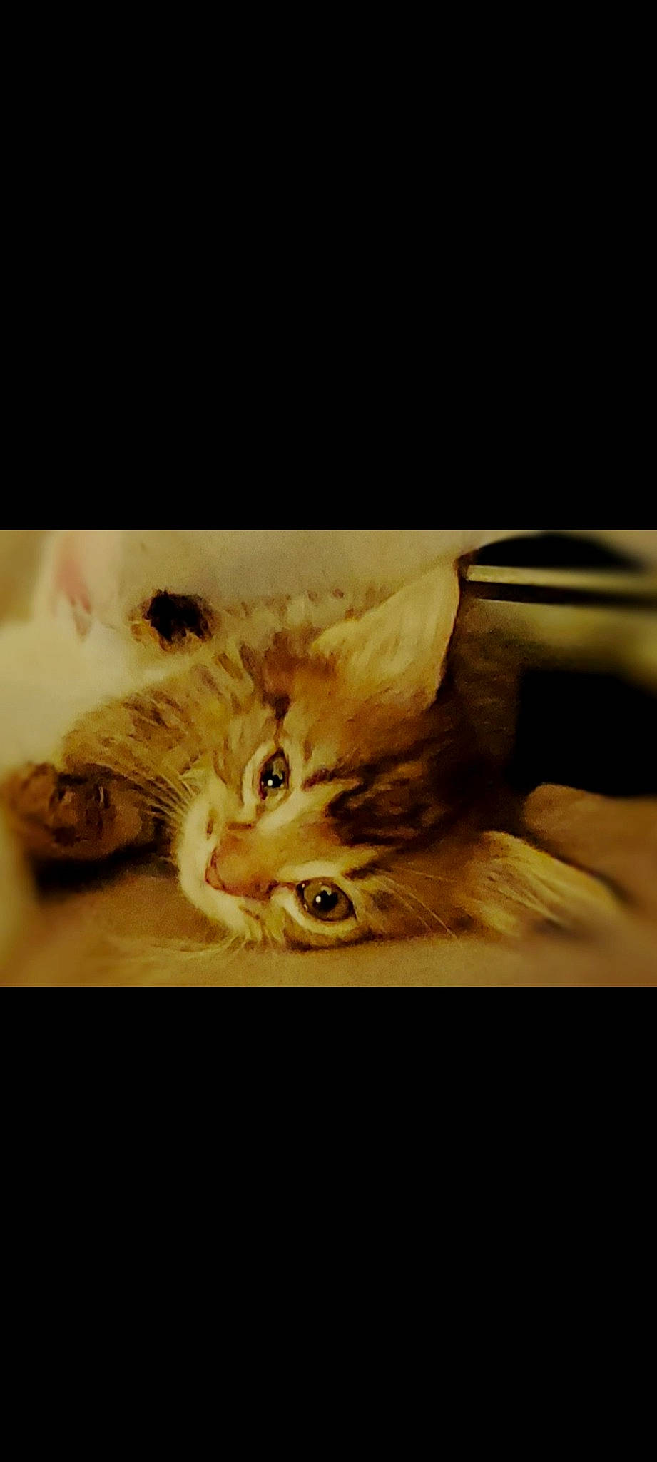 Rocko joined the competition — help win amazing prizes! art, carnivore, cat, claw, comfort, darkness, domestic_short_haired_cat, door, fawn, felidae, fur, paw, photo_caption, plant, small_to_medium_sized_cats, snout, tail, whiskers, window, wood