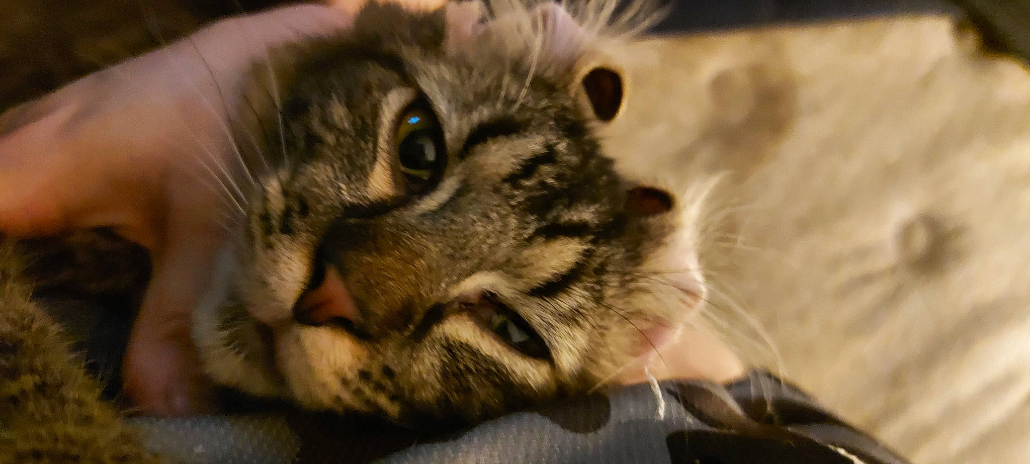 Pepper is registered to the contest to win money with this photo: carnivore, cat, claw, domestic_short_haired_cat, eye, felidae, fur, macro_photography, paw, small_to_medium_sized_cats, snout, terrestrial_animal, whiskers, wildlife