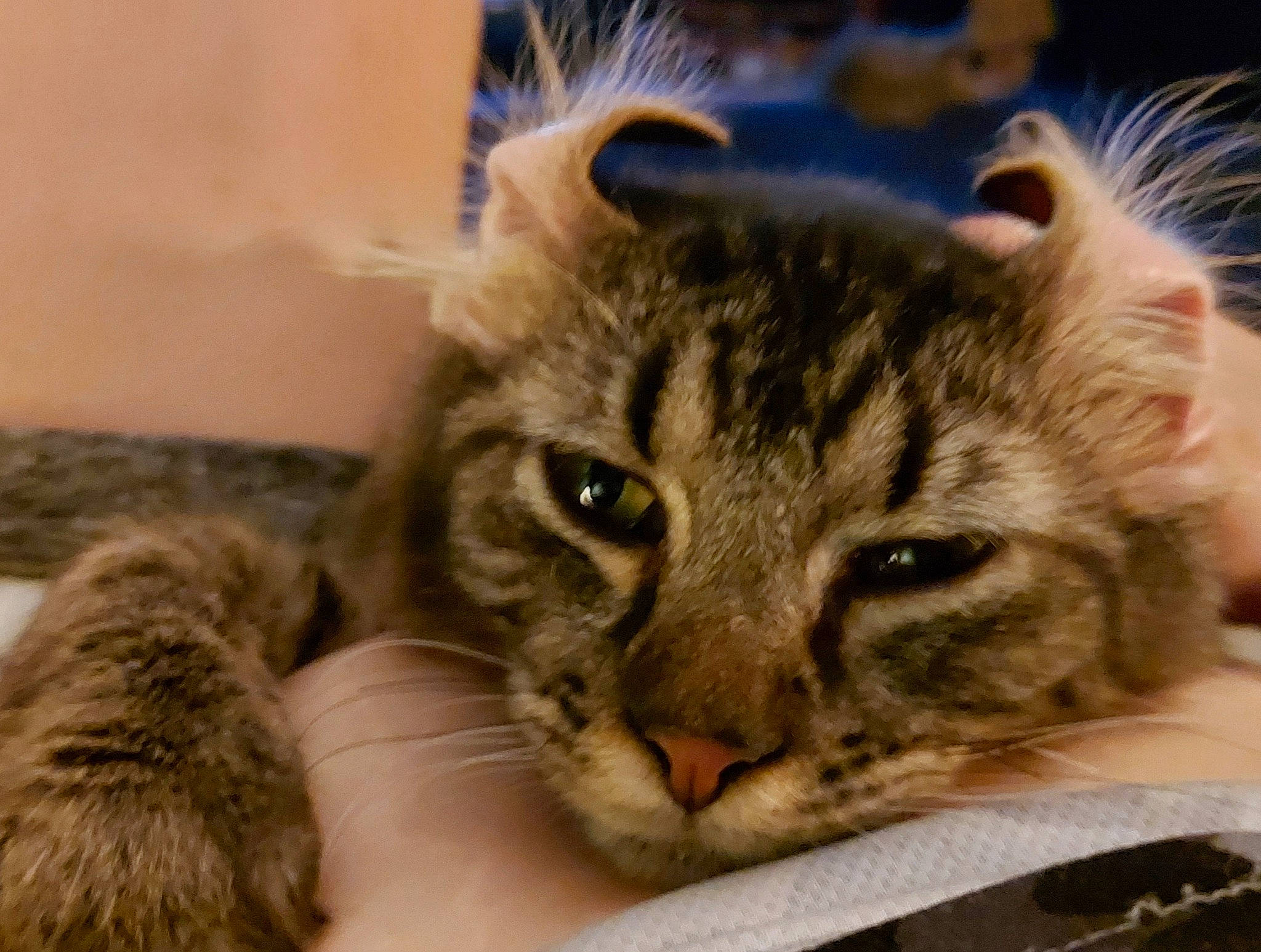 Pepper is registered to the contest to win money with this photo: carnivore, cat, claw, comfort, couch, domestic_short_haired_cat, eye, fawn, felidae, fur, nap, paw, small_to_medium_sized_cats, snout, terrestrial_animal, whiskers, wildlife