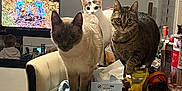 Moka participe au concours pour gagner de l'argent avec cette photo : cat, cats, table, chair, living_room, television, animation, person, couch, tissue_box, toy, wood_floor, curious, domestic_animal, indoor, feline, furniture, household_items, pet, multicolor_cat