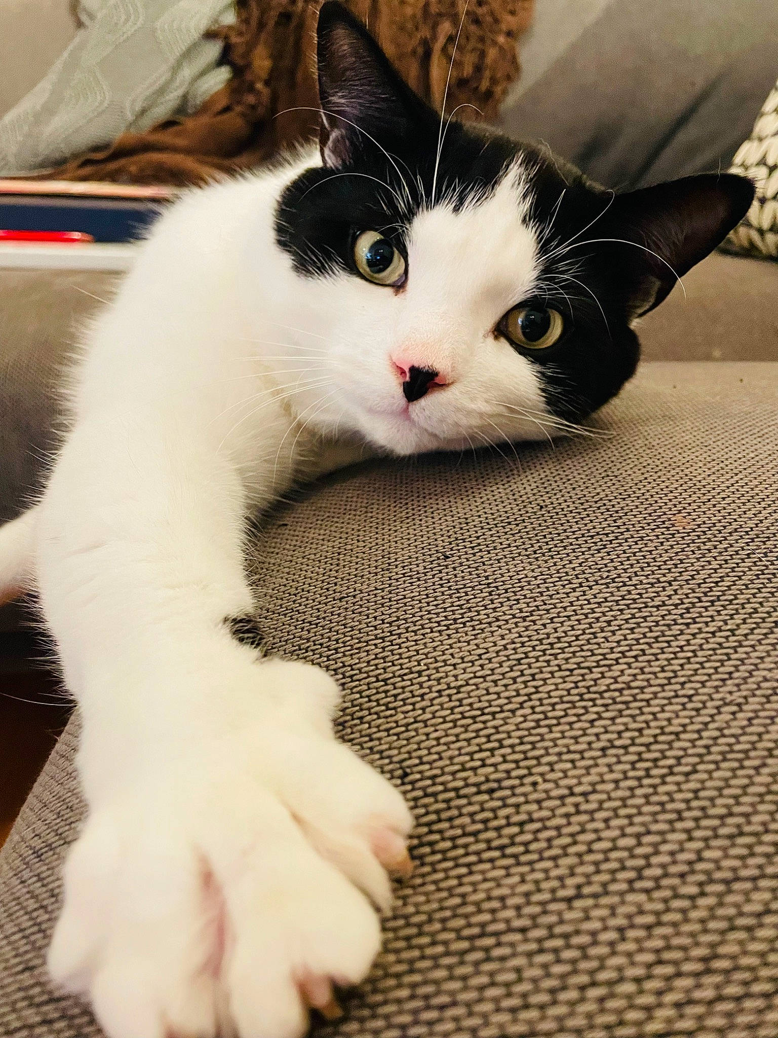 Hugo is registered to the contest to win money with this photo: carnivore, cat, claw, comfort, domestic_short_haired_cat, felidae, flooring, foot, fur, gesture, pattern, paw, sitting, small_to_medium_sized_cats, snout, tail, terrestrial_animal, whiskers