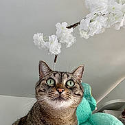 Gribouille participe au concours pour gagner de l'argent avec cette photo : cat, tabby, green_eyes, whiskers, flower_branch, white_flowers, plush, indoor, curious, pet, animal, close_up, feline, soft_texture, background, domestic_cat, cute, portrait, looking_up, fluffy