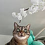 cat, tabby, green_eyes, whiskers, flower_branch, white_flowers, plush, indoor, curious, pet, animal, close_up, feline, soft_texture, background, domestic_cat, cute, portrait, looking_up, fluffy