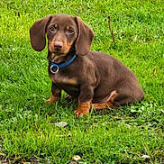 Jumper a rejoint le concours — aidez-le/la à gagner de superbes lots ! dog, puppy, dachshund, brown_dog, short_haired, floppy_ears, blue_collar, grass, lawn, outdoors, sitting, portrait, pet, canine, animal, backyard, greenery, natural_light, cute, companion