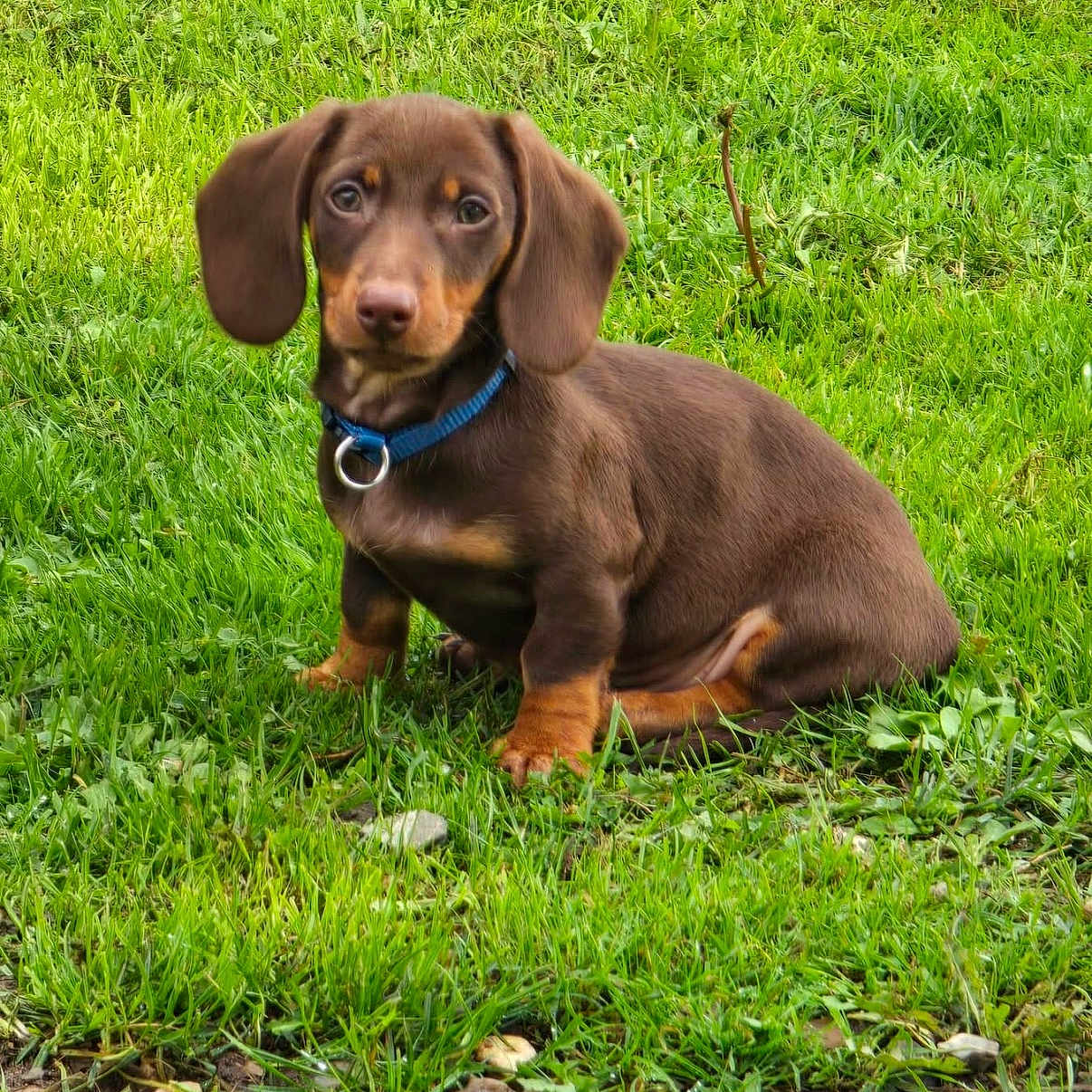 Jumper a rejoint le concours — aidez-le/la à gagner de superbes lots ! dog, puppy, dachshund, brown_dog, short_haired, floppy_ears, blue_collar, grass, lawn, outdoors, sitting, portrait, pet, canine, animal, backyard, greenery, natural_light, cute, companion