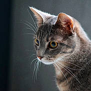 Plouplou a rejoint le concours — aidez-le/la à gagner de superbes lots ! alert, animal, cat, close_up, curious, domestic_cat, ears, feline, focused, fur, gray_cat, indoor, muzzle, pet, portrait, side_view, soft_light, tabby, whiskers, yellow_eyes
