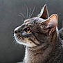 Plouplou participe au concours pour gagner de l'argent avec cette photo : amber_eyes, animal, blurred_background, cat, close_up, domestic_cat, ears, feline, fur_texture, gray_fur, indoor, looking, mammal, pet, portrait, profile, side_view, soft_light, tabby_cat, whiskers