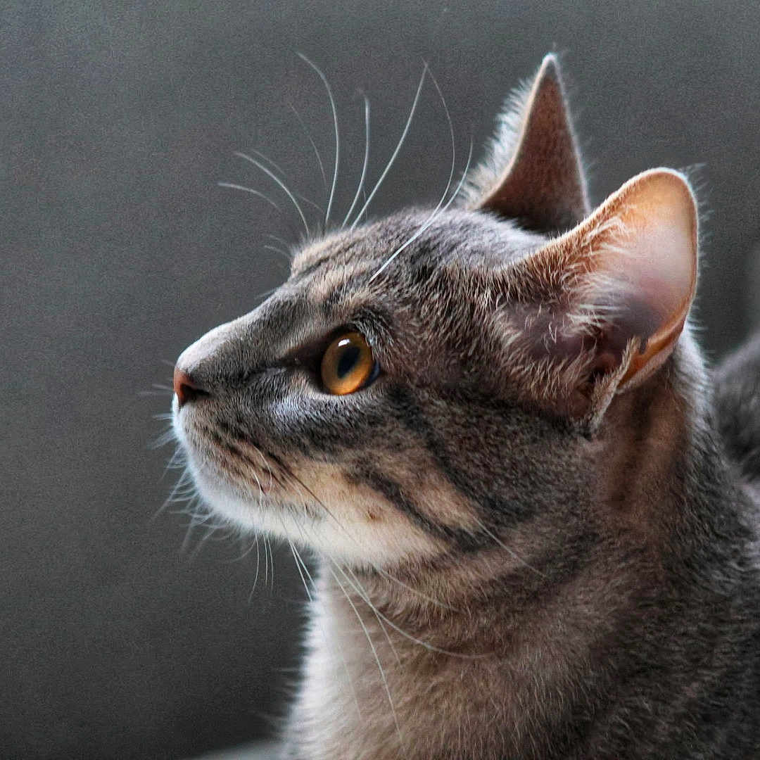 Plouplou participe au concours pour gagner de l'argent avec cette photo : amber_eyes, animal, blurred_background, cat, close_up, domestic_cat, ears, feline, fur_texture, gray_fur, indoor, looking, mammal, pet, portrait, profile, side_view, soft_light, tabby_cat, whiskers