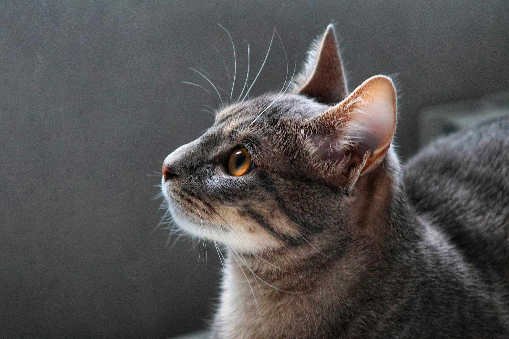 Plouplou participe au concours pour gagner de l'argent avec cette photo : amber_eyes, animal, blurred_background, cat, close_up, domestic_cat, ears, feline, fur_texture, gray_fur, indoor, looking, mammal, pet, portrait, profile, side_view, soft_light, tabby_cat, whiskers