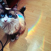 Yuki participe au concours pour gagner de l'argent avec cette photo : cat, fluffy, long_hair, blue_eyes, black_and_white, calico, pet, animal, sitting, wooden_floor, rainbow, colorful_light, indoor, portrait, whiskers, fur, paws, looking_at_camera, home, photography