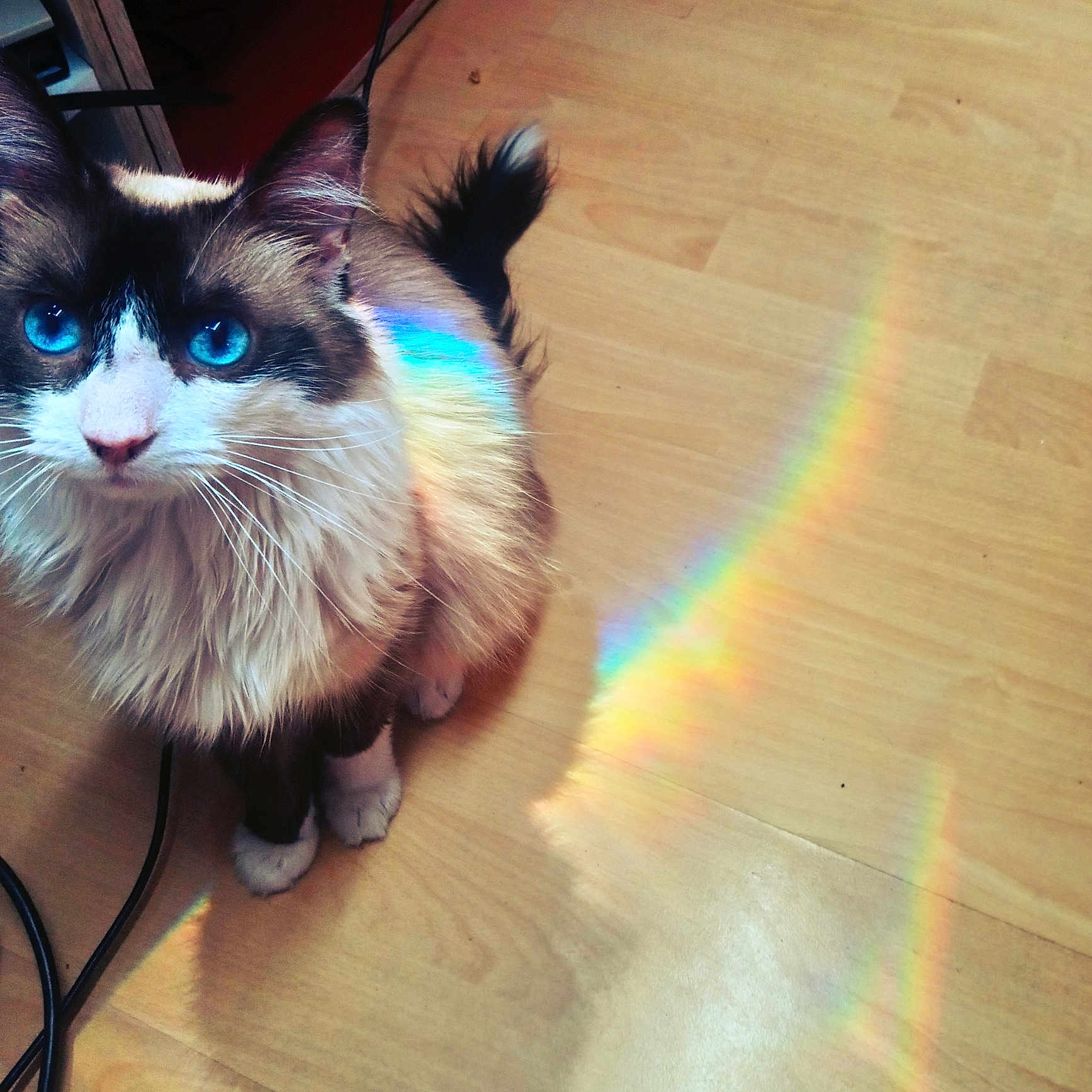 Yuki