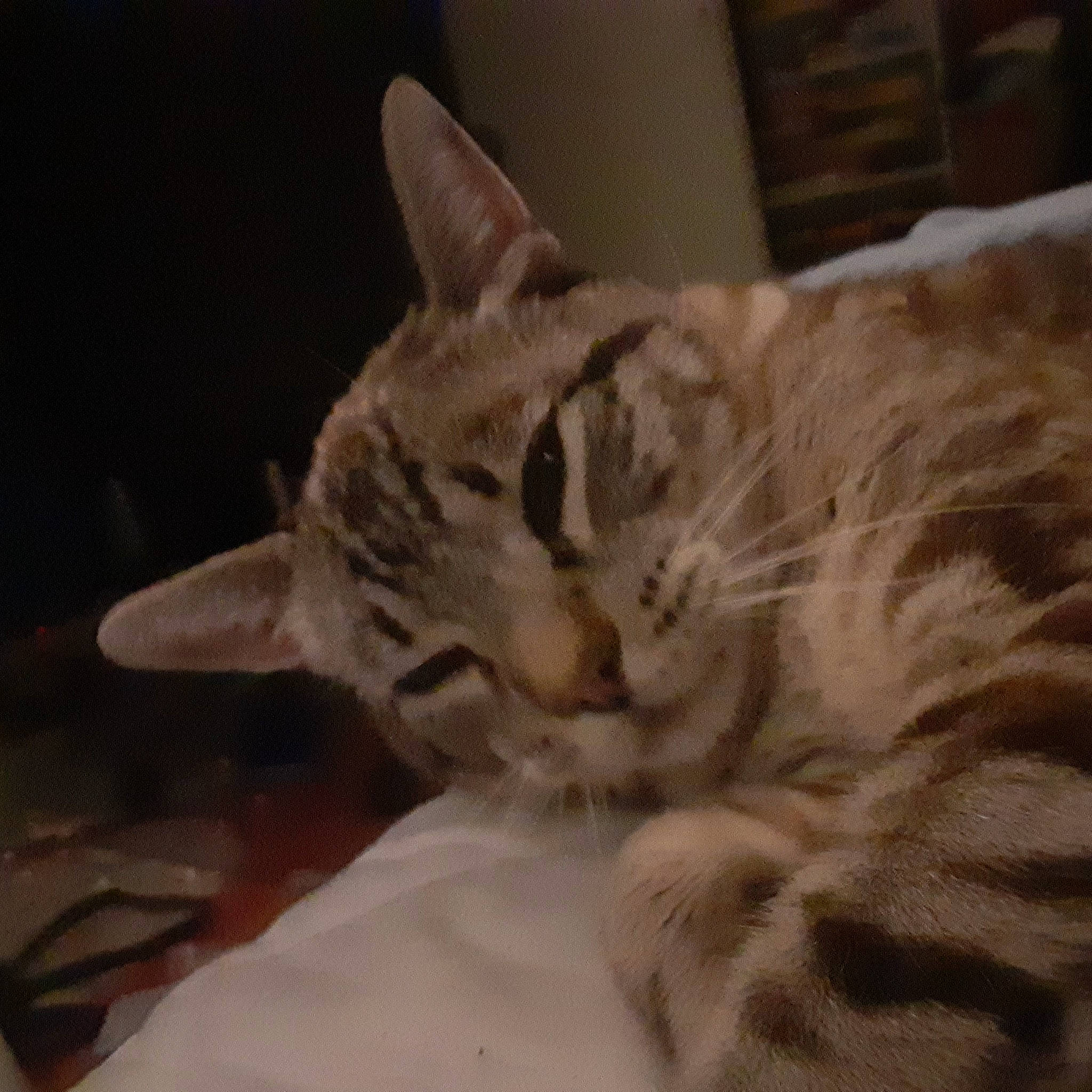 Mario joined the competition — help win amazing prizes! bed, bedding, carnivore, cat, cat_bed, claw, comfort, domestic_short_haired_cat, felidae, fur, paw, small_to_medium_sized_cats, snout, tail, terrestrial_animal, tree, whiskers