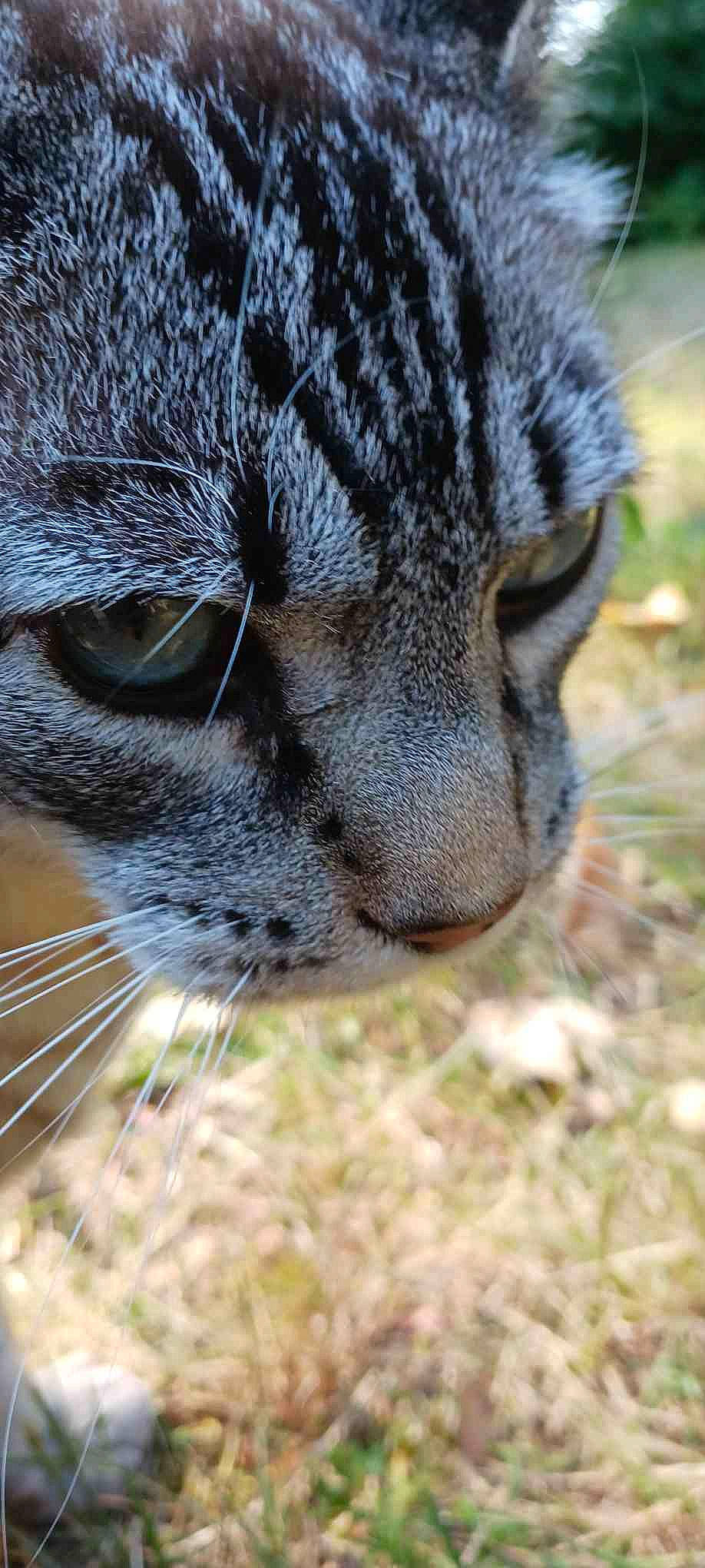 Mario joined the competition — help win amazing prizes! big_cats, carnivore, cat, domestic_short_haired_cat, fawn, felidae, fur, grass, leopard, photography, plant, small_to_medium_sized_cats, snout, terrestrial_animal, whiskers, wildlife