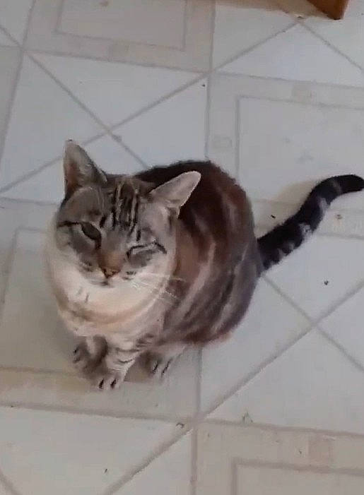 Mario is registered to the contest to win money with this photo: carnivore, cat, domestic_short_haired_cat, door, felidae, flooring, fur, paw, small_to_medium_sized_cats, tail, terrestrial_animal, whiskers