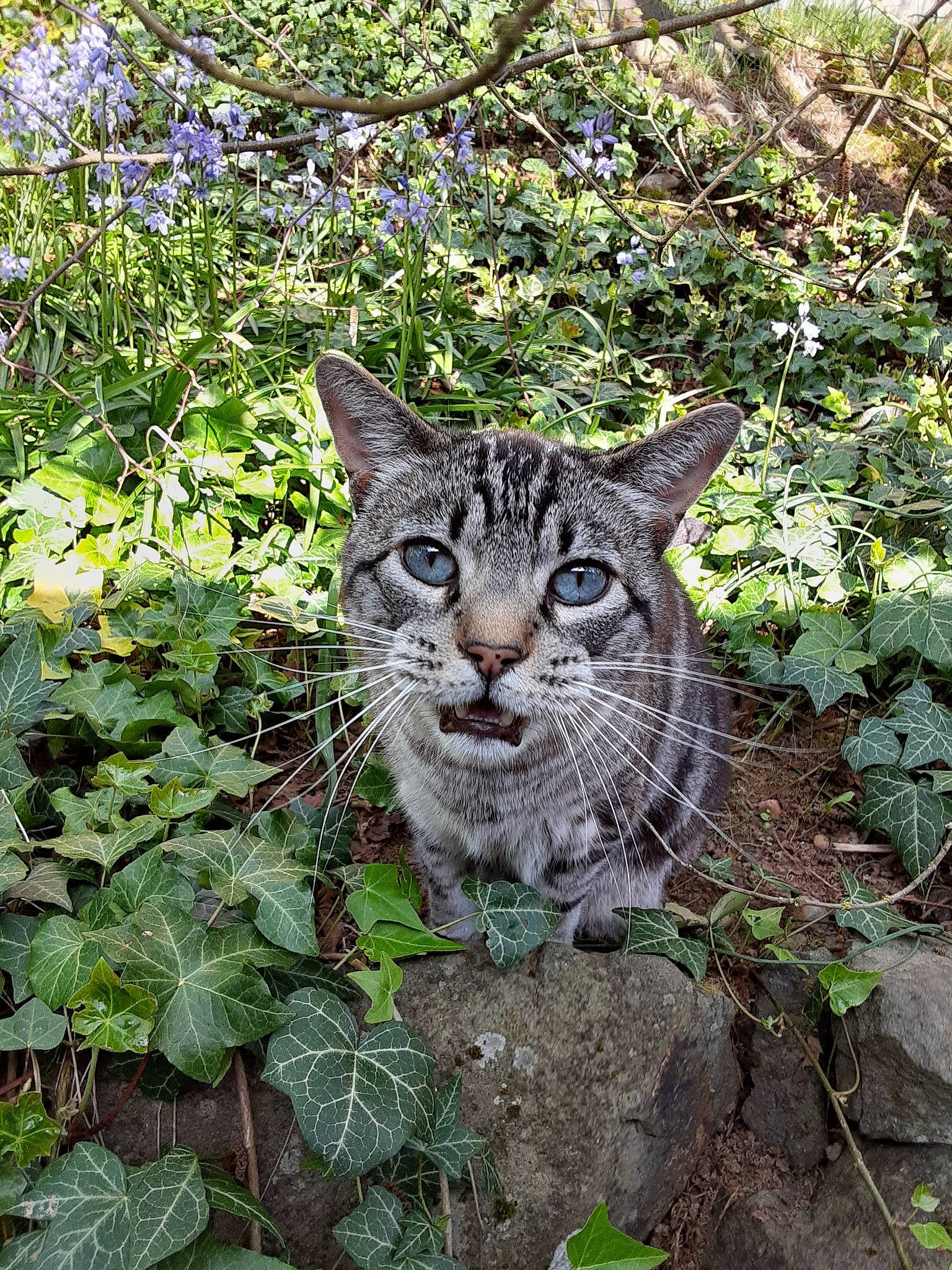 Mario joined the competition — help win amazing prizes! carnivore, cat, domestic_short_haired_cat, fawn, felidae, fur, grass, groundcover, jungle, plant, shrub, small_to_medium_sized_cats, snout, soil, tail, terrestrial_animal, terrestrial_plant, tree, whiskers, wildlife