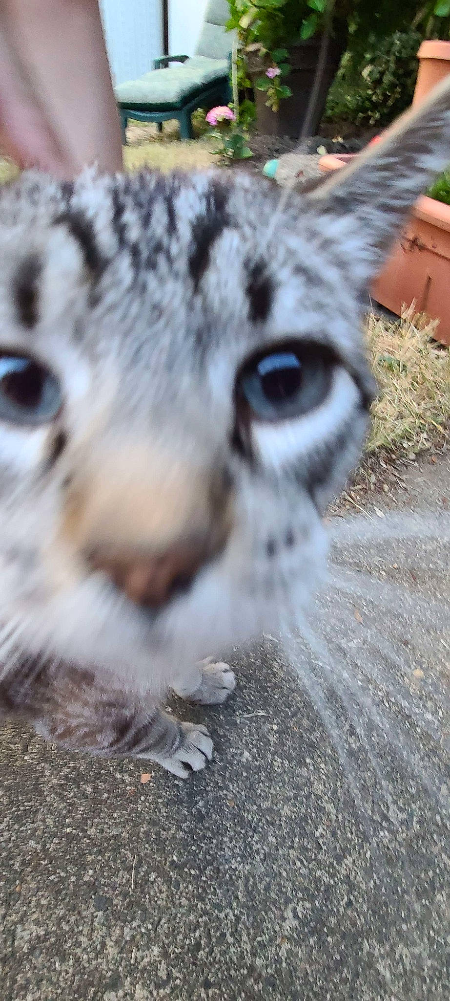 Mario joined the competition — help win amazing prizes! carnivore, cat, eye, eyelash, felidae, flowerpot, fur, grass, groundcover, head, houseplant, iris, organism, plant, small_to_medium_sized_cats, snout, soil, terrestrial_animal, whiskers, wildlife