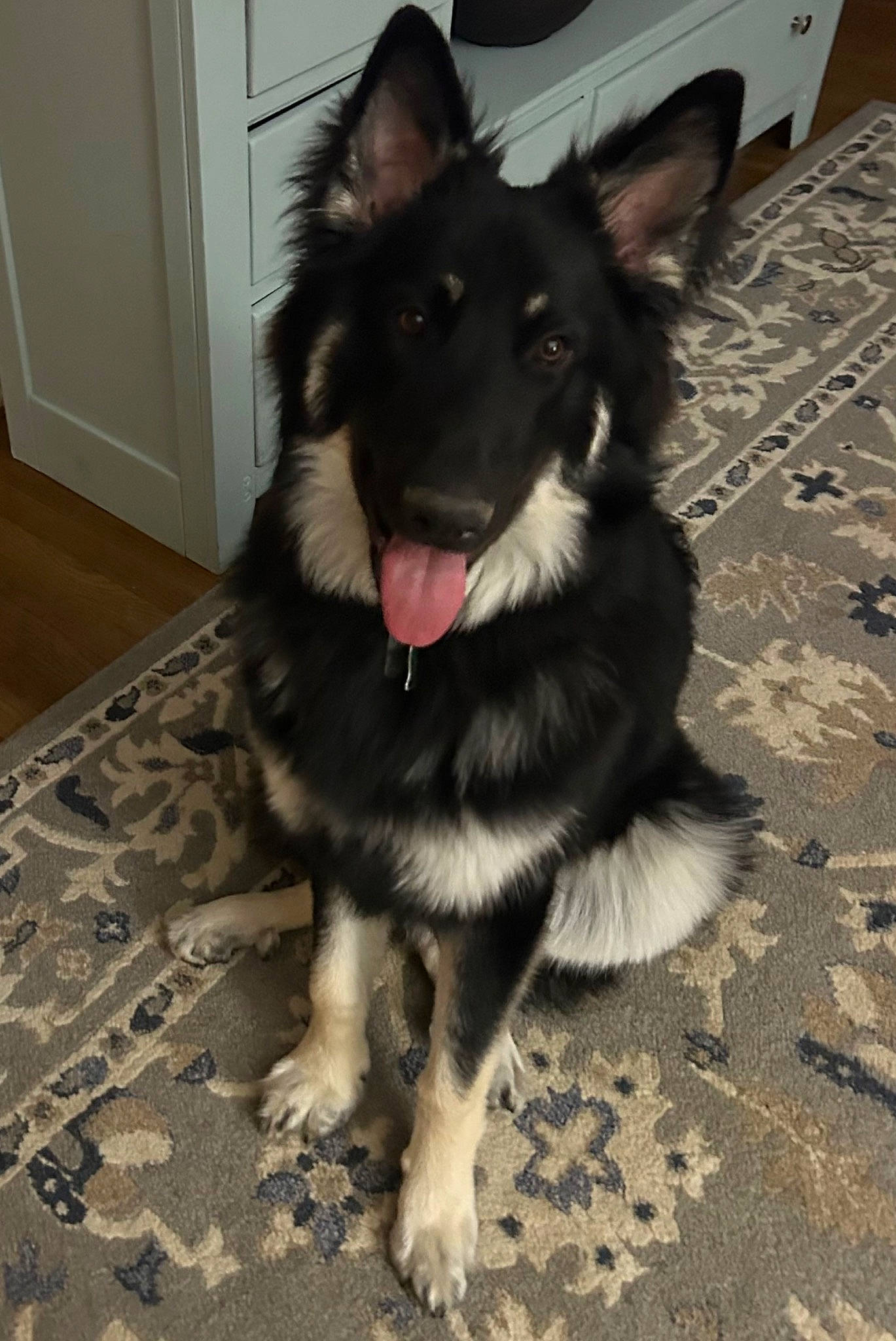 Ronan is registered to the contest to win money with this photo: canidae, carnivore, companion_dog, dog, dog_breed, door, east_european_shepherd, flooring, foot, fur, hardwood, herding_dog, home_door, snout, sporting_group, tail, whiskers, wood, working_animal, working_dog