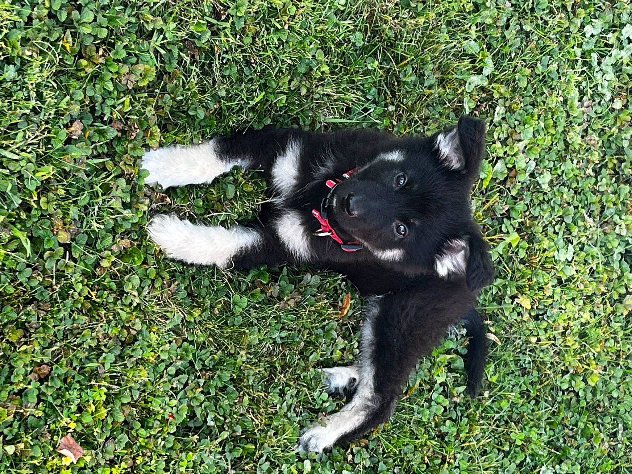 Ronan joined the competition — help win amazing prizes! black_cat, canidae, carmine, carnivore, companion_dog, dog_breed, domestic_short_haired_cat, felidae, fur, grass, groundcover, plant, shadow, small_to_medium_sized_cats, snout, sporting_group, tail, terrestrial_animal, whiskers, working_animal