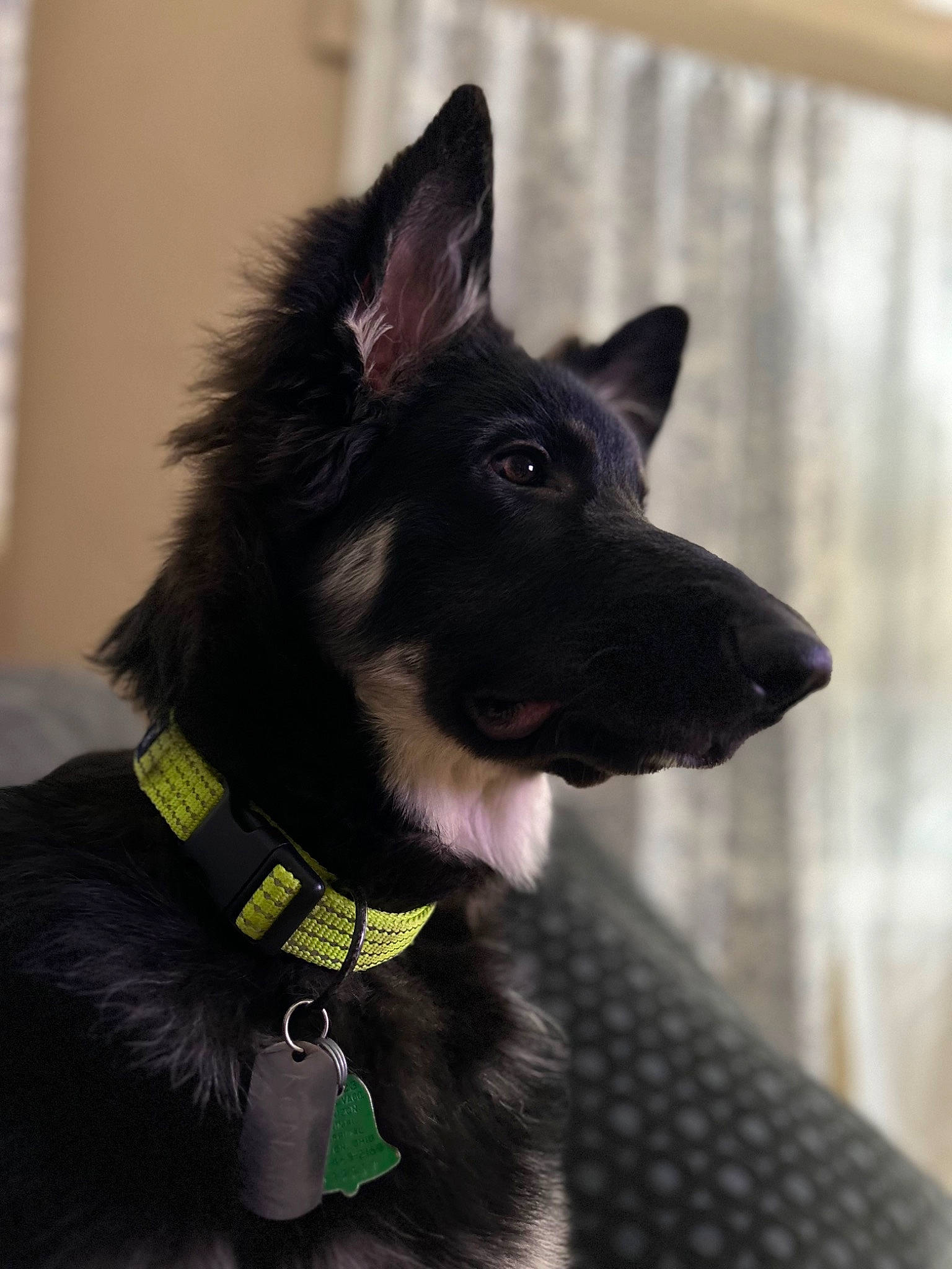 Ronan is registered to the contest to win money with this photo: canidae, carnivore, collar, companion_dog, dog, dog_breed, dog_collar, dog_supply, ear, fur, guard_dog, non_sporting_group, snout, sporting_group, whiskers, working_animal, working_dog
