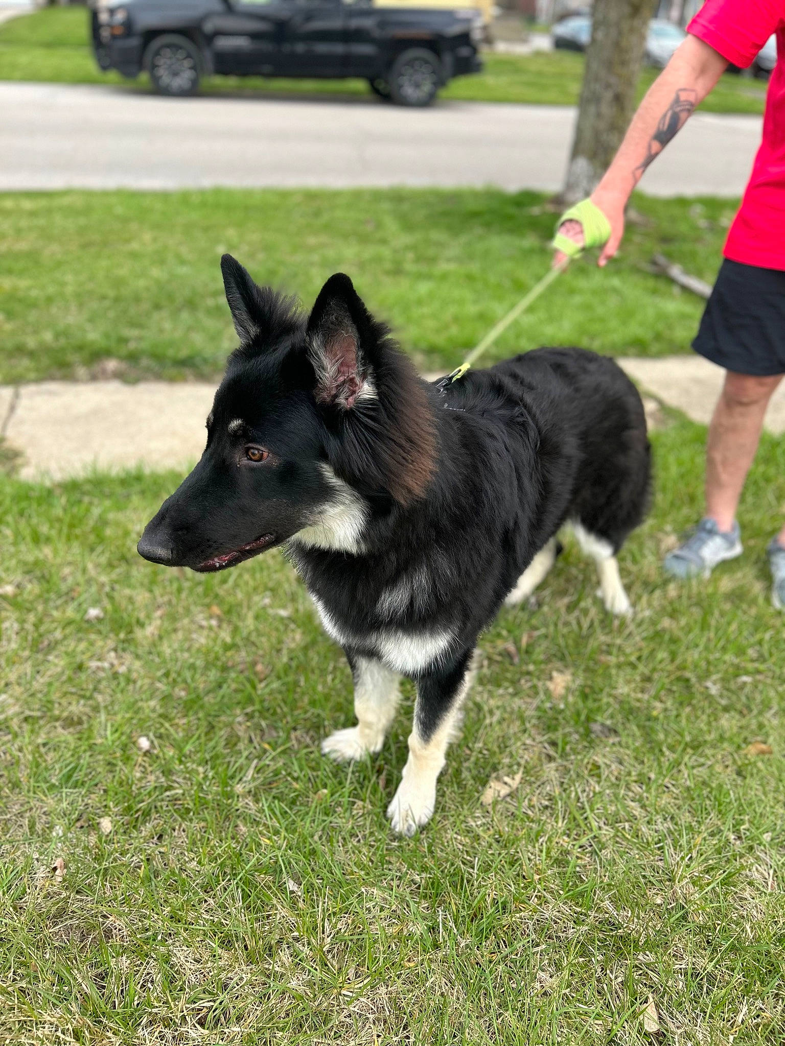 Ronan joined the competition — help win amazing prizes! canidae, carnivore, collar, companion_dog, dog, dog_breed, dog_sports, dog_supply, east_european_shepherd, grass, herding_dog, leash, shorts, sporting_group, t_shirt, tire, vehicle, wheel, working_animal, working_dog