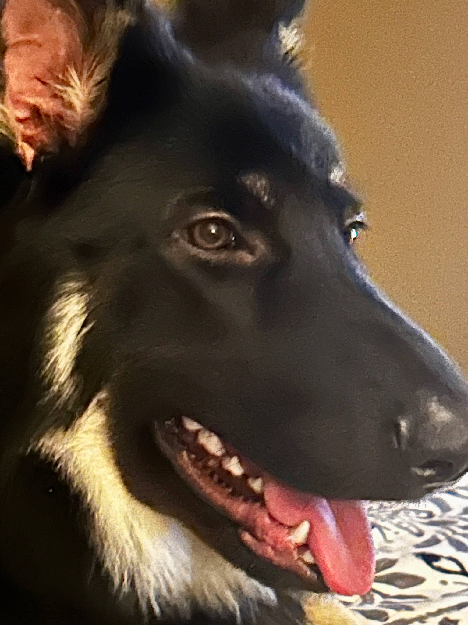 Ronan joined the competition — help win amazing prizes! ancient_dog_breeds, canidae, carnivore, collar, companion_dog, dog, dog_breed, fang, fur, happy, herding_dog, king_shepherd, shout, smile, snout, sporting_group, terrestrial_animal, whiskers, working_animal, working_dog