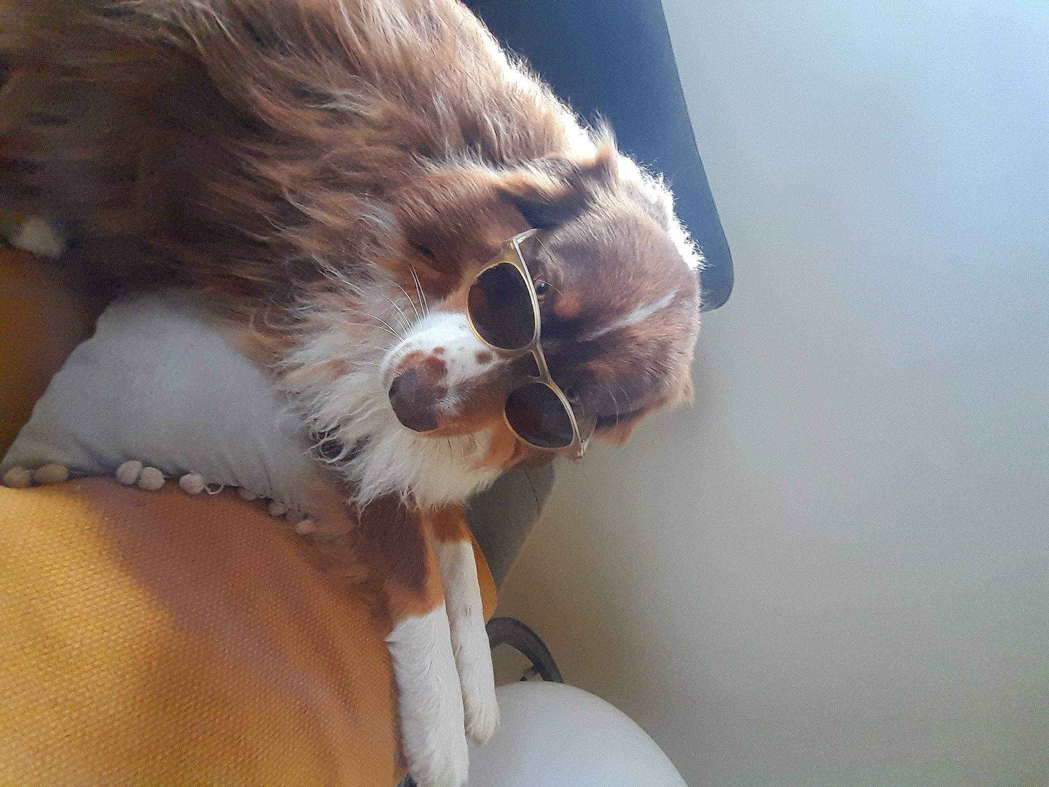 Oscar participe au concours pour gagner de l'argent avec cette photo : balloon, canidae, carnivore, claw, comfort, companion_dog, dog, dog_breed, eyewear, fawn, felidae, fur, liver, service, small_to_medium_sized_cats, snout, sporting_group, sunglasses, vision_care, whiskers