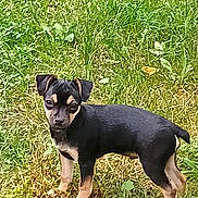 Rocky is registered to the contest to win money with this photo: puppy, dog, grass, outdoor, animal, pet, black, tan, young, cute, fur, ears, alert, standing, nature, green, field, canine, small, curious