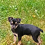 puppy, dog, grass, outdoor, animal, pet, black, tan, young, cute, fur, ears, alert, standing, nature, green, field, canine, small, curious