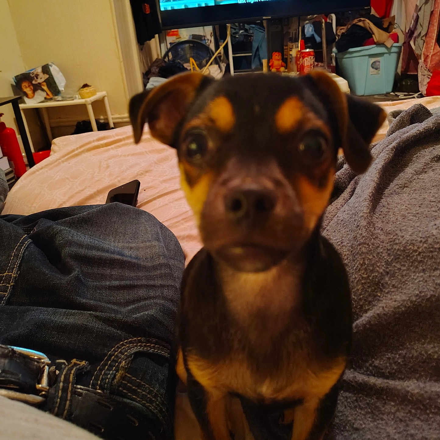 Rocky joined the competition — help win amazing prizes! bed, belt, blanket, brown_dog, casual, clothing, couch, curious, dog, furniture, household, indoor, jeans, living_room, person, pet, relaxing, screen, small_dog, television