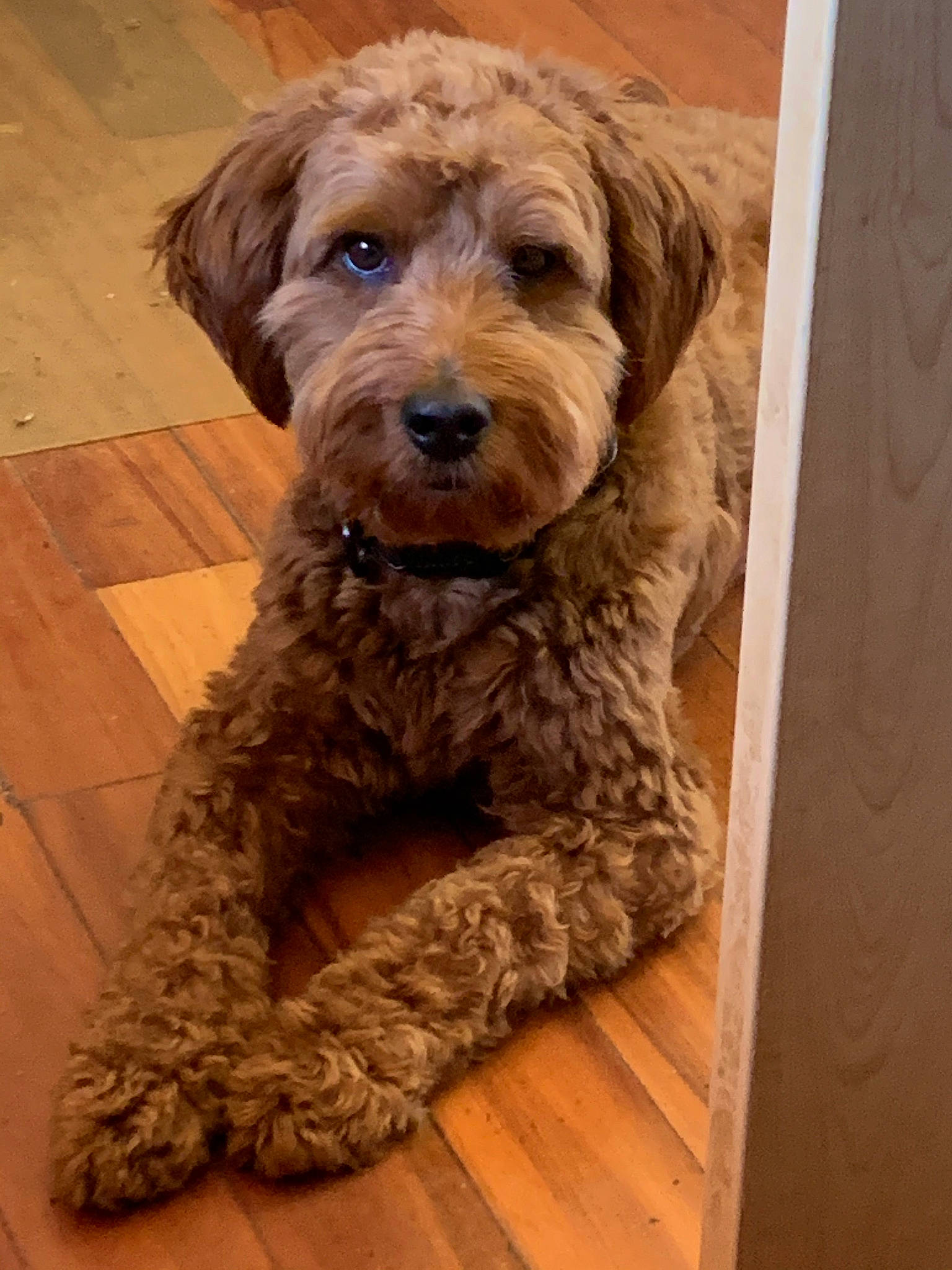 Silas is registered to the contest to win money with this photo: canidae, carnivore, companion_dog, dog, dog_breed, dog_collar, fawn, flooring, fur, hardwood, labradoodle, liver, small_terrier, snout, sporting_group, terrier, toy_dog, water_dog, wood, working_animal