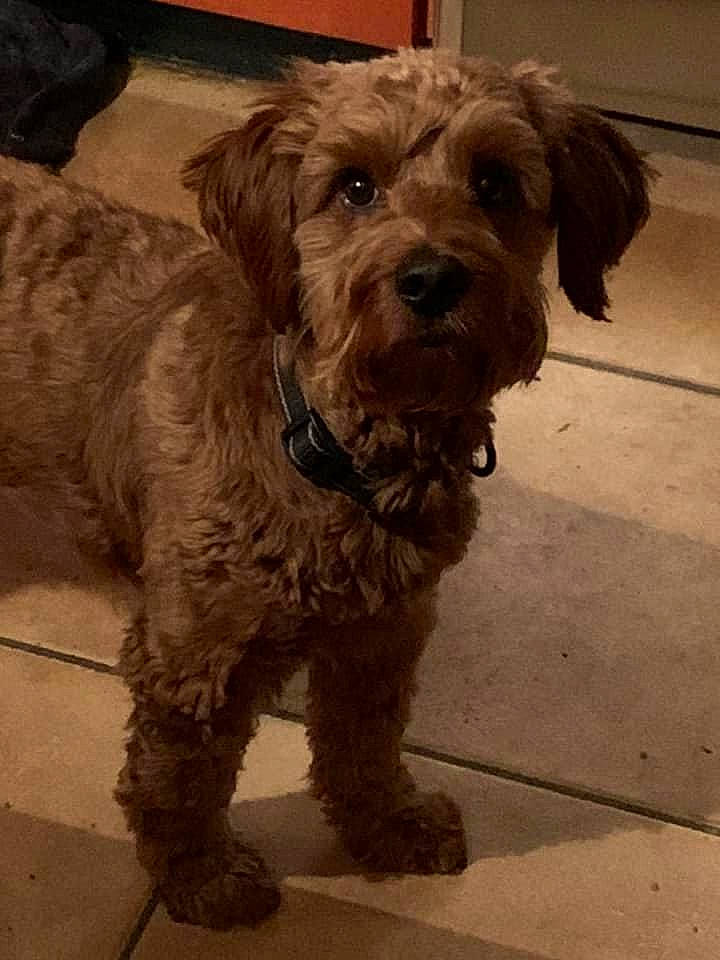 Silas joined the competition — help win amazing prizes! canidae, carnivore, companion_dog, dog, dog_breed, dog_collar, firefighter, fur, labradoodle, liver, maltepoo, poodle_crossbreed, puppy, small_terrier, snout, sporting_group, terrier, toy_dog, working_animal, yorkipoo