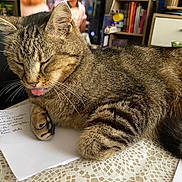 Mistigri a rejoint le concours — aidez-le/la à gagner de superbes lots ! abyssinian, adult, animal, book, bookcase, cat, couch, face, female, furniture, head, indoors, manx, person, pet, publication, shelf, table, text, woman