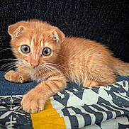Angelo participe au concours pour gagner de l'argent avec cette photo : kitten, cat, orange_cat, pet, animal, cute, fur, whiskers, paw, playful, curious, indoor, blanket, patterned_fabric, closeup, portrait, small, young, feline, resting
