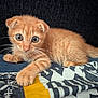 kitten, cat, orange_cat, pet, animal, cute, fur, whiskers, paw, playful, curious, indoor, blanket, patterned_fabric, closeup, portrait, small, young, feline, resting