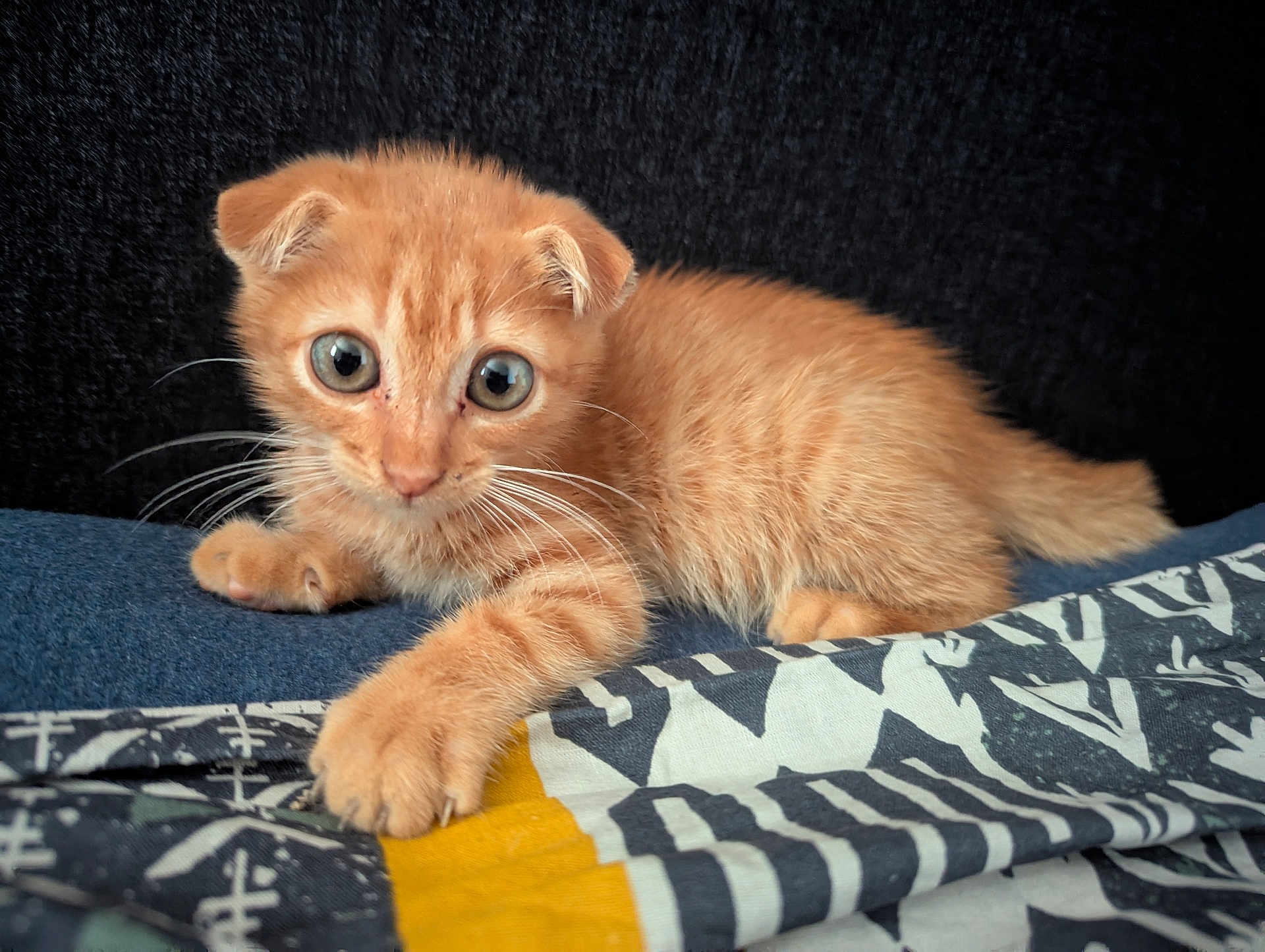 Angelo participe au concours pour gagner de l'argent avec cette photo : kitten, cat, orange_cat, pet, animal, cute, fur, whiskers, paw, playful, curious, indoor, blanket, patterned_fabric, closeup, portrait, small, young, feline, resting