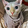 sphynx_cat, cat, pet, animal, hairless_cat, big_eyes, ears, hoodie, clothing, blanket, indoor, cute, curious, looking_up, soft_texture, pink_nose, whiskers, close_up, portrait, cozy