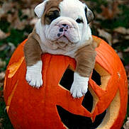 Clover joined the competition — help win amazing prizes! puppy, bulldog, pumpkin, halloween, carved_pumpkin, autumn, leaves, outdoor, cute, animal, pet, fall, orange, grass, young_dog, face, portrait, nature, seasonal, festive