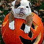 puppy, bulldog, pumpkin, halloween, carved_pumpkin, autumn, leaves, outdoor, cute, animal, pet, fall, orange, grass, young_dog, face, portrait, nature, seasonal, festive
