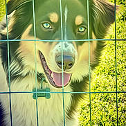 Willow May is registered to the contest to win money with this photo: animal, blue_eyes, canine, close_up, collar, cute, daylight, dog, fence, friendly, fur, grass, happy, nature, outdoor, pet, playful, portrait, smiling, tongue_out