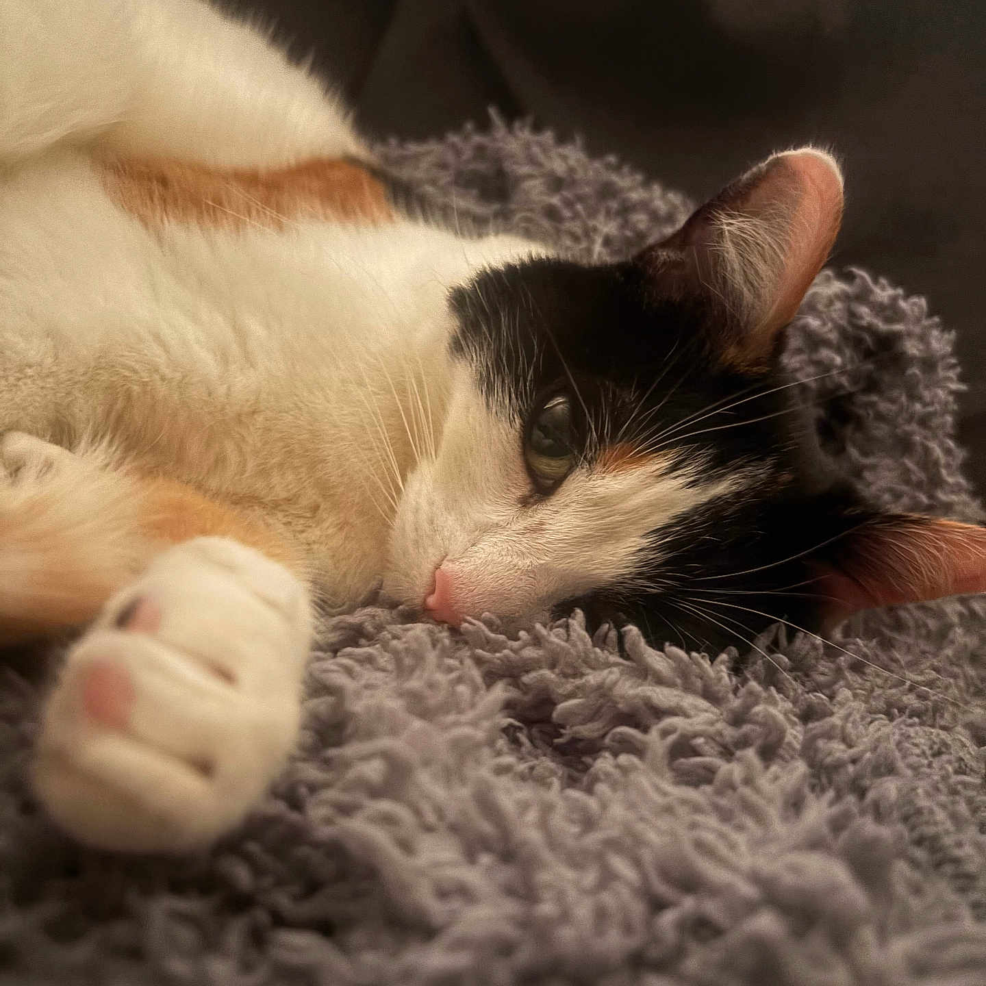 Gizmo joined the competition — help win amazing prizes! animal, black_and_white, blanket, calico, cat, close_up, comfort, cozy, cute, feline, fur, indoor, paw, pet, pink_nose, relaxed, resting, sleepy, soft, whiskers