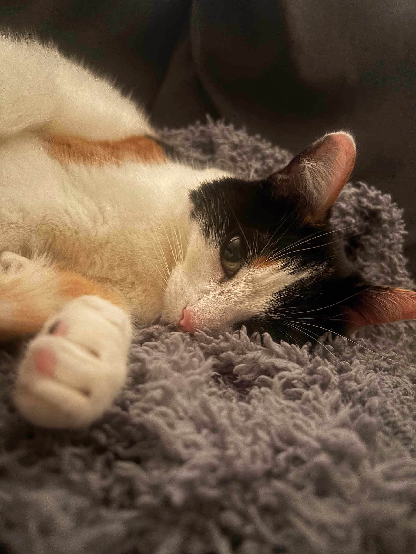 Gizmo joined the competition — help win amazing prizes! animal, black_and_white, blanket, calico, cat, close_up, comfort, cozy, cute, feline, fur, indoor, paw, pet, pink_nose, relaxed, resting, sleepy, soft, whiskers