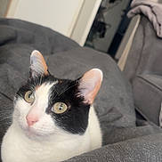 Gizmo is registered to the contest to win money with this photo: animal, black_and_white, blanket, cat, closeup, comfort, cozy, cute, cute_animal, domestic, ears, eyes, feline, fur, indoor, pet, relaxed, resting, soft, whiskers