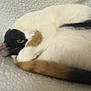 animal, calico, cat, closeup, cozy, curled_up, cute, domestic_cat, eye, fluffy, fur, indoor, paw, pet, relaxed, resting, sleeping, soft, tail, white_blanket