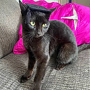 Panther joined the competition — help win amazing prizes! cat, black_cat, graduation_cap, pet, indoor, couch, pink_cushion, furniture, animal, cute, domestic_animal, portrait, whiskers, sitting, feline, household, cozy, closeup, fur, looking_away