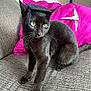 cat, black_cat, graduation_cap, pet, indoor, couch, pink_cushion, furniture, animal, cute, domestic_animal, portrait, whiskers, sitting, feline, household, cozy, closeup, fur, looking_away