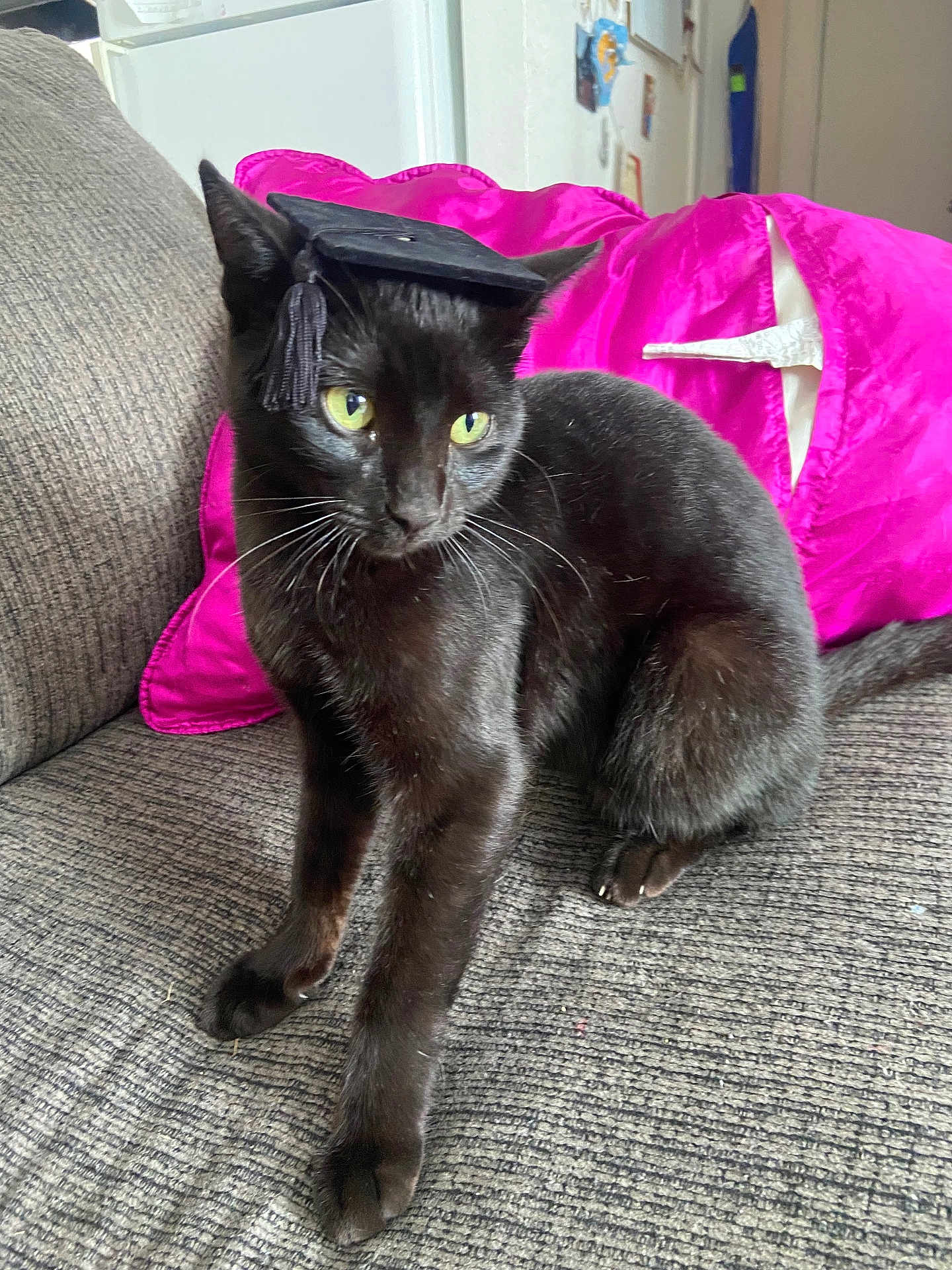Panther joined the competition — help win amazing prizes! cat, black_cat, graduation_cap, pet, indoor, couch, pink_cushion, furniture, animal, cute, domestic_animal, portrait, whiskers, sitting, feline, household, cozy, closeup, fur, looking_away